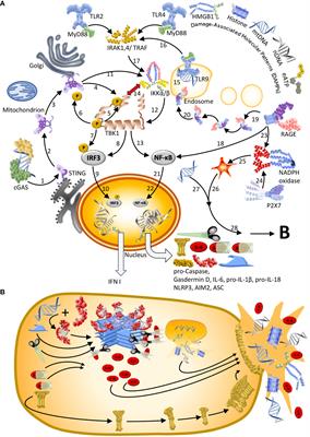 Self-DNA driven inflammation in COVID-19 and after - Frontiers